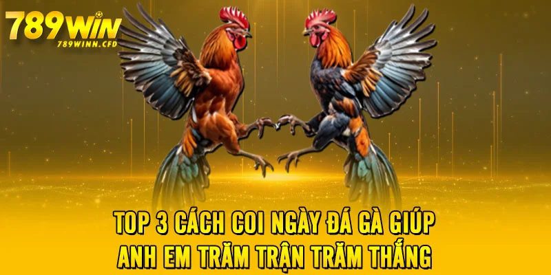 Top 3 Cách Coi Ngày Đá Gà Giúp Anh Em Trăm Trận Trăm Thắng